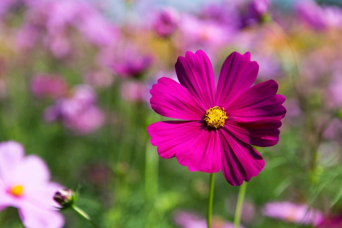 Cosmos Pruning Guide How to Cut Back and Deadhead for Regrowth Petal