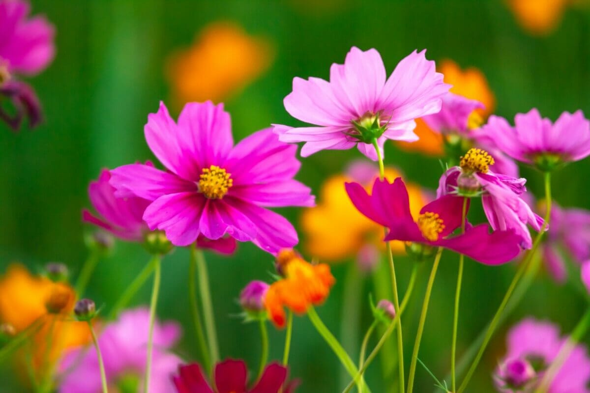 When and How to Water Cosmos Flowers (Essential Guide) Petal Republic