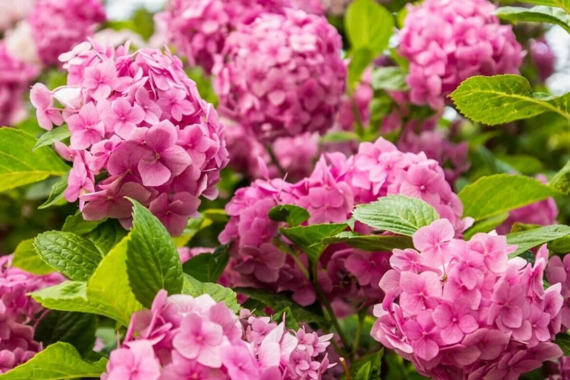 14 Best Types of Flowers to Gift on A First Date Petal Republic