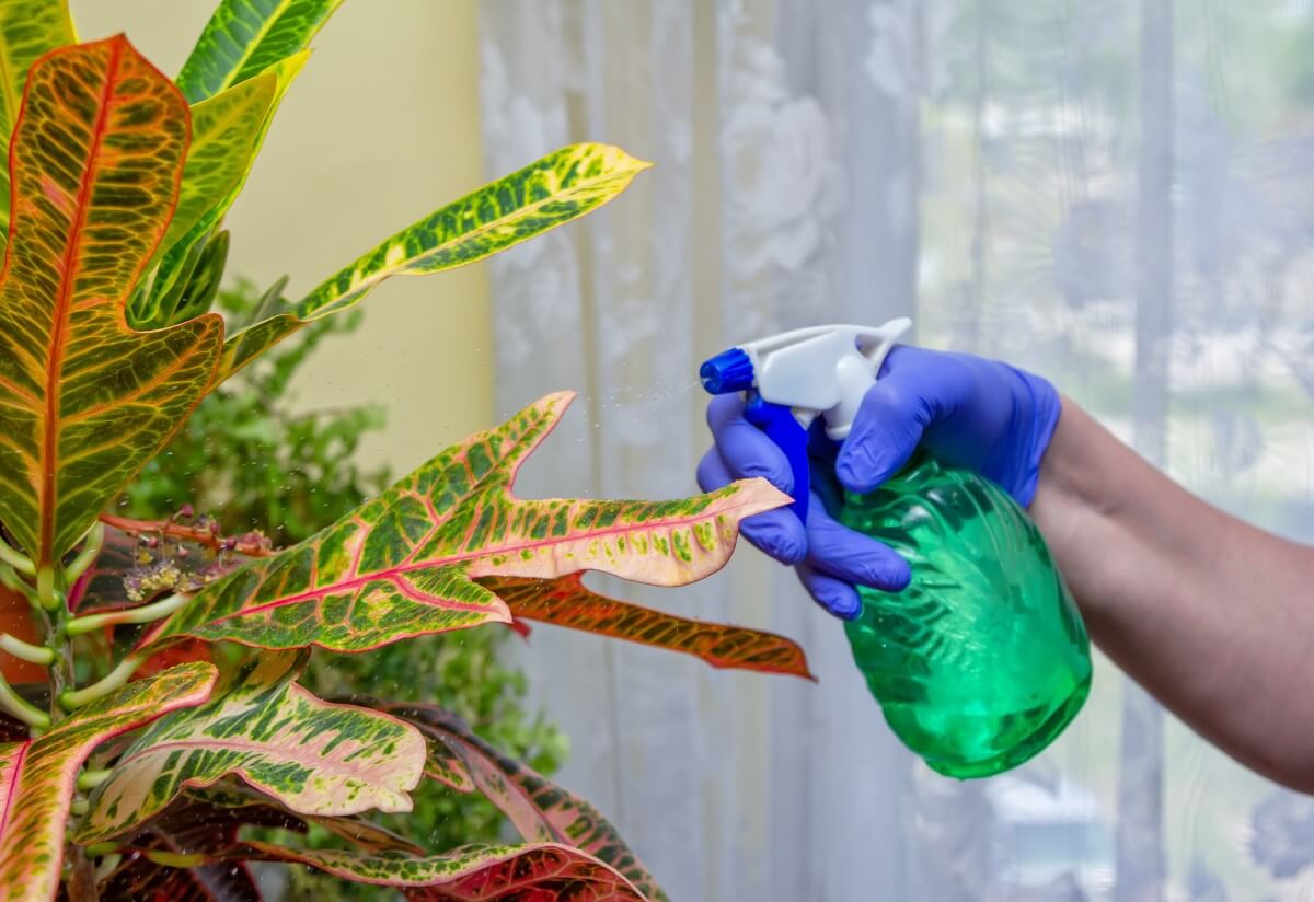 11 Common Causes of Croton Leaves Turning Yellow or Brown Petal Republic