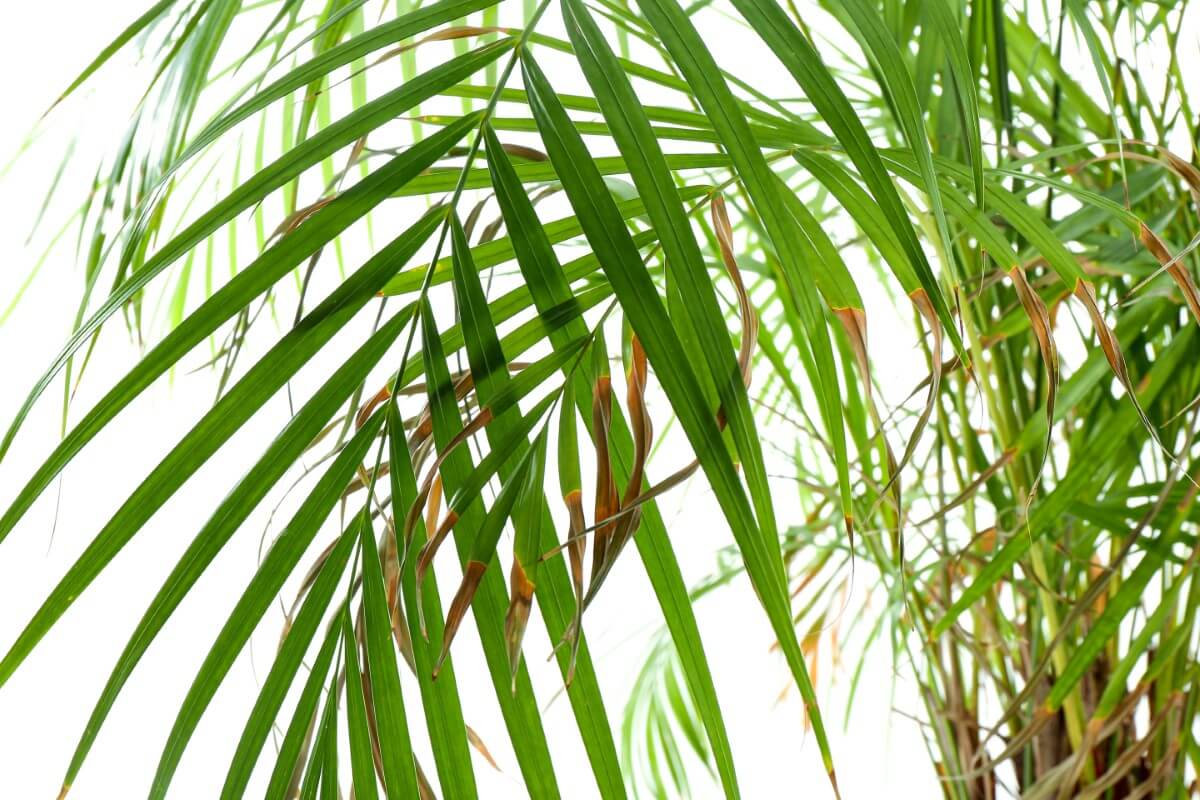 10 Common Causes of a Drooping Areca Palm Petal Republic