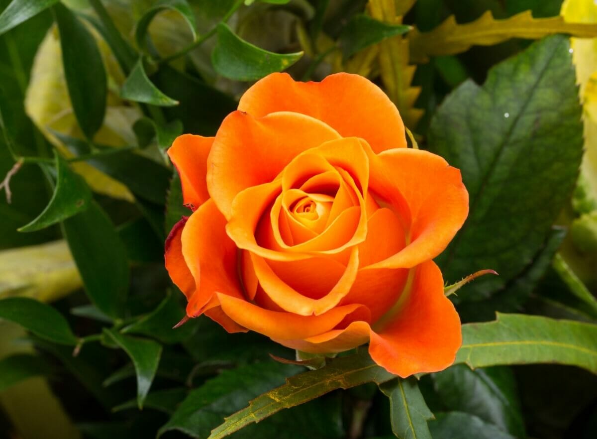 20 Best Types of Masculine Flowers Petal Republic