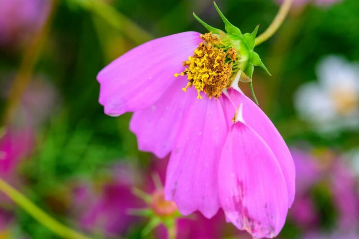 When and How to Water Cosmos Flowers (Essential Guide) Petal Republic
