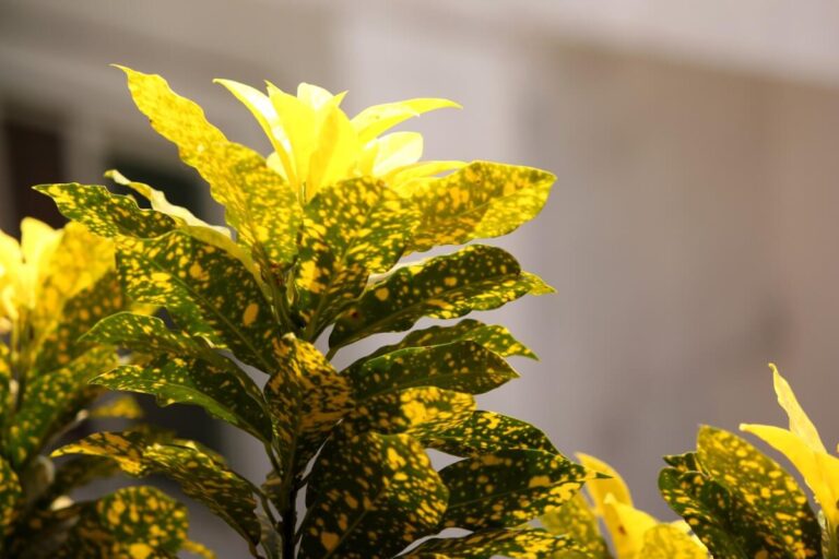 11 Common Causes of Croton Leaves Turning Yellow or Brown Petal Republic