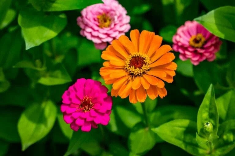 Are Zinnias Toxic to Humans, Pets, and Other Animals? Petal Republic