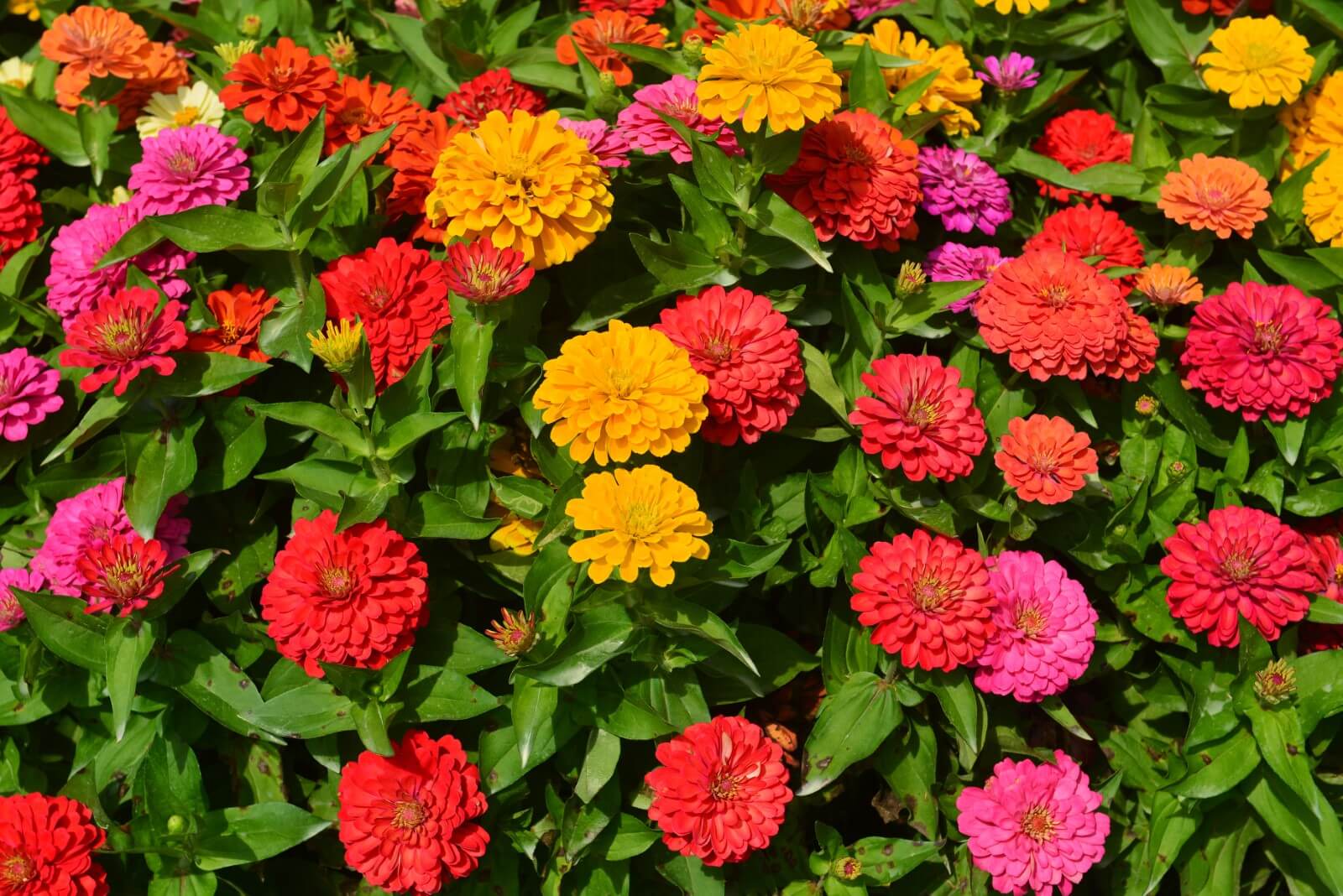 Are Zinnia Plants Poisonous To Dogs And Cats