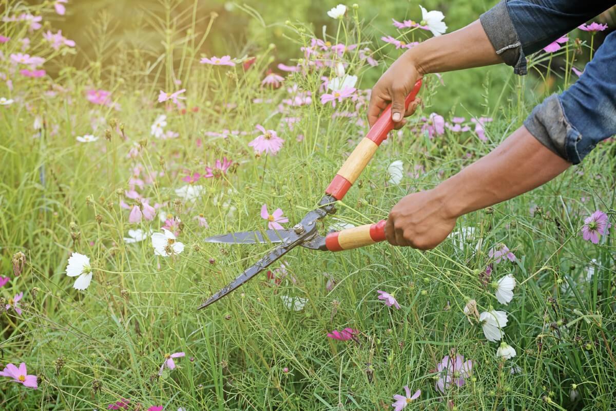 Cosmos Pruning Guide How to Cut Back and Deadhead for Regrowth Petal