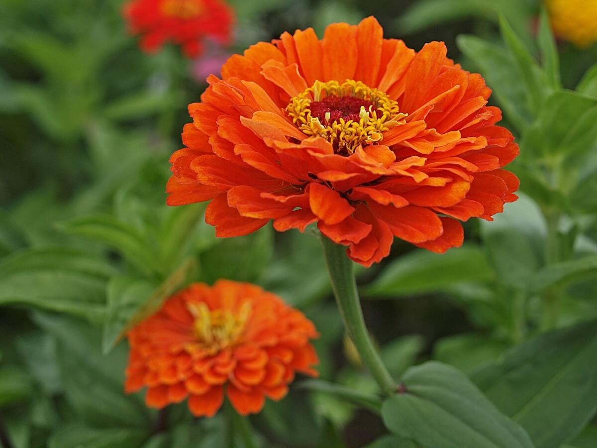 Zinnia Care Mastering the Art of Cutting Back and Deadheading Petal