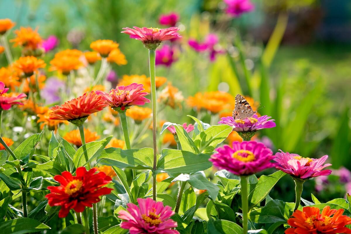 How Long Do Zinnias Take to Flower? Petal Republic