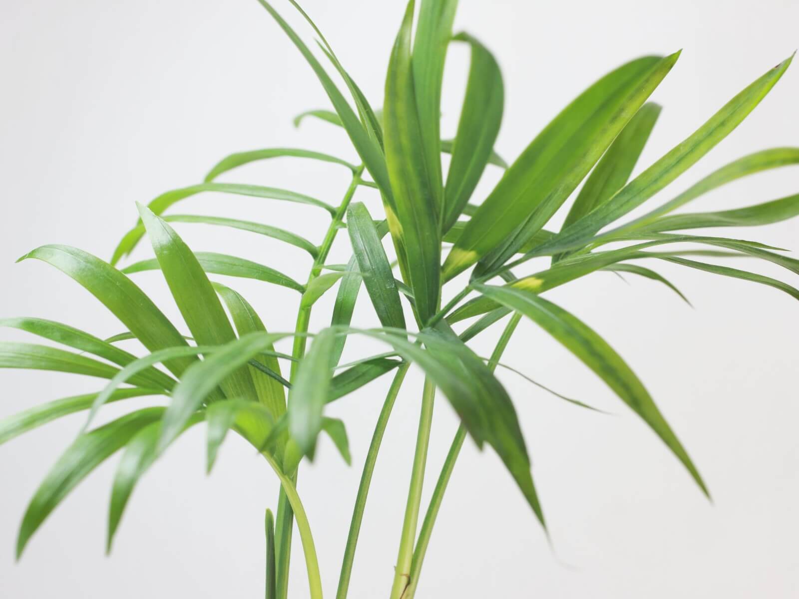 Where to Position Parlor Palms in the Home Petal Republic