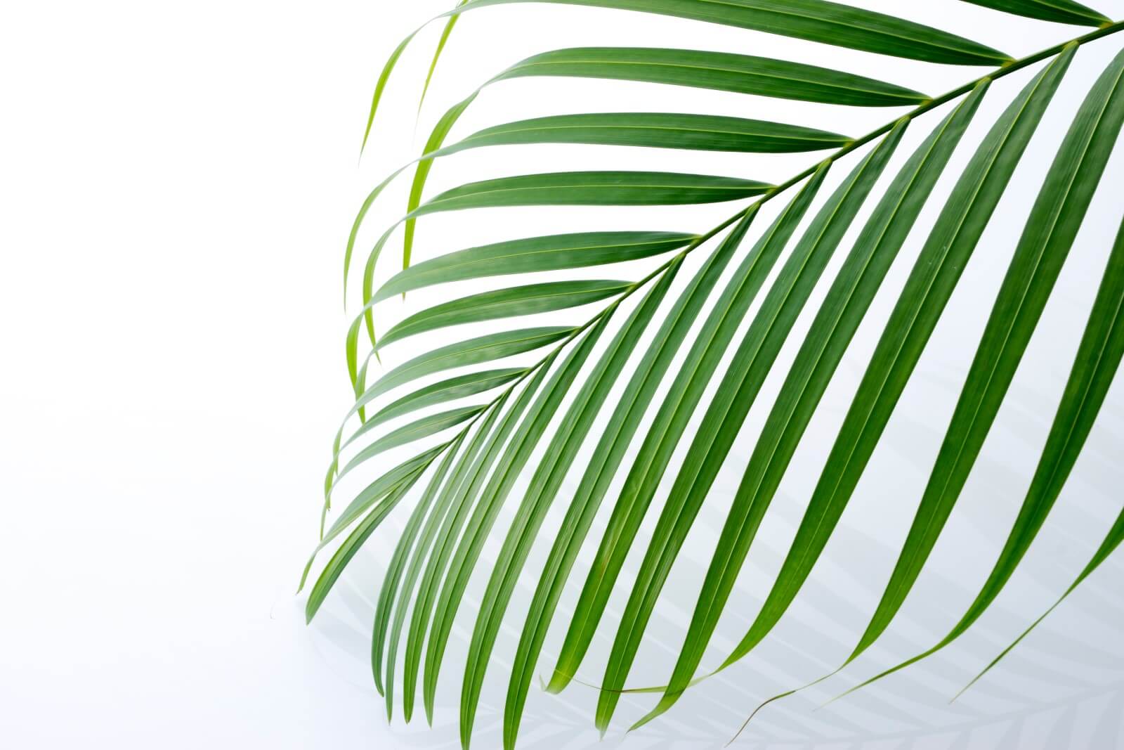 10 Common Causes of a Drooping Areca Palm Petal Republic