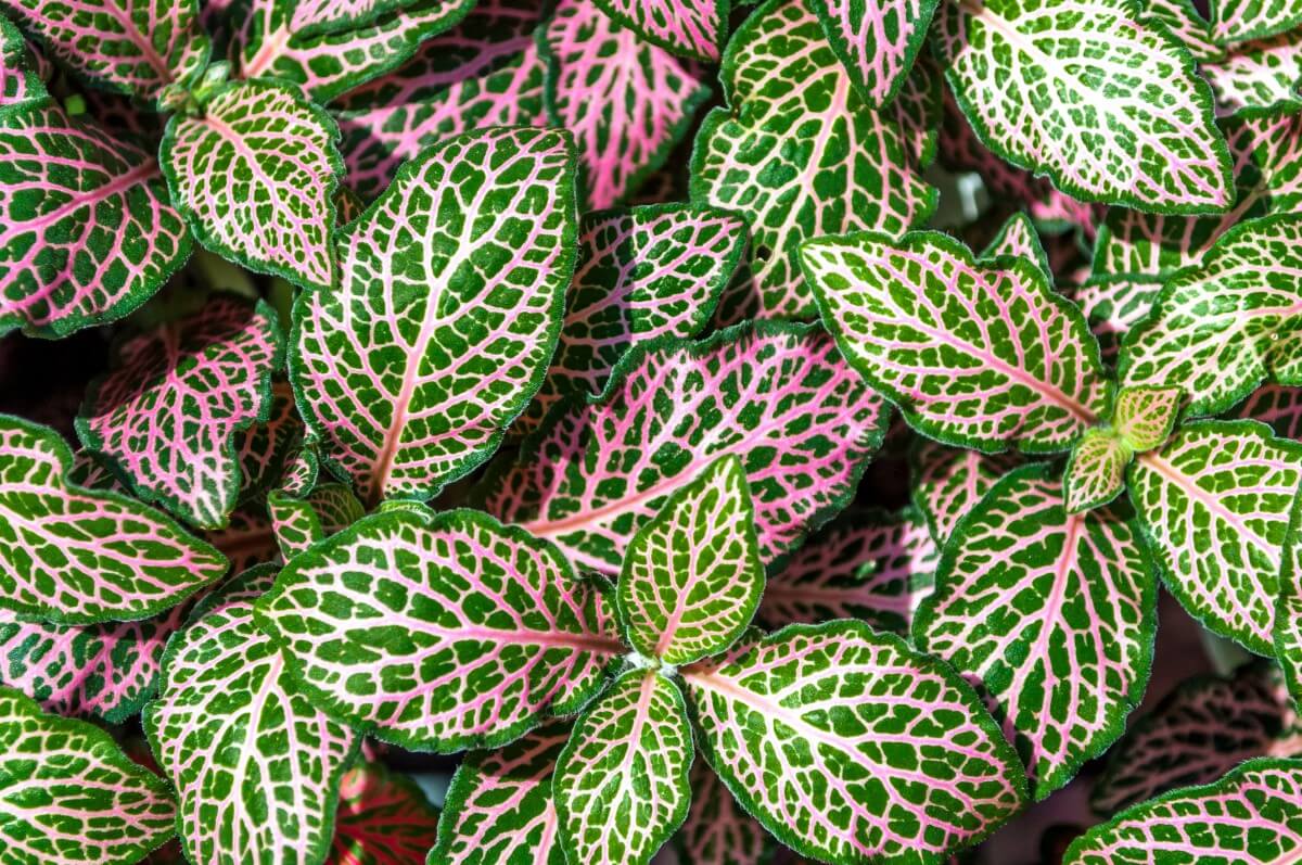 12 Amazing Benefits of Nerve Plants (Fittonia) Petal Republic