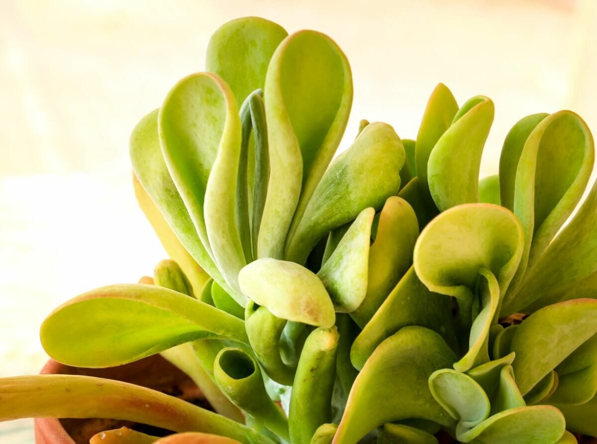 Jade Plant Leaves Turning Yellow or Brown (9 Common Causes) Petal