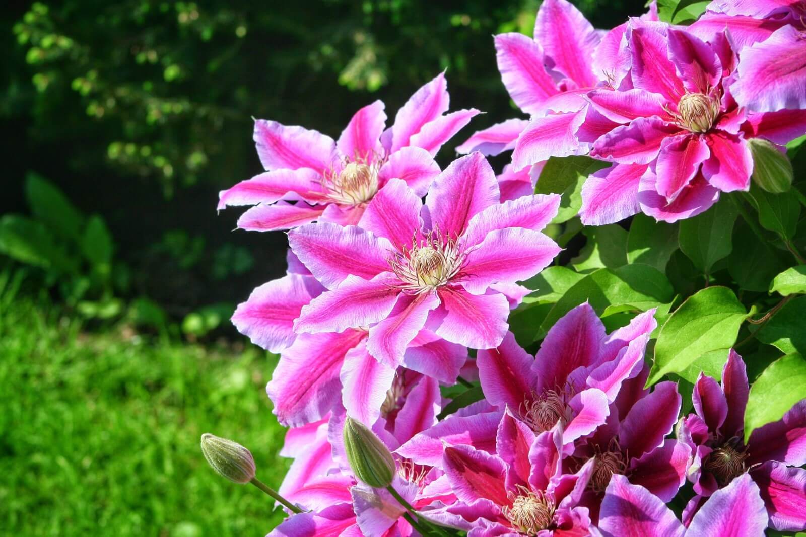 How to Fertilize Clematis for Optimal Blooming Petal Republic