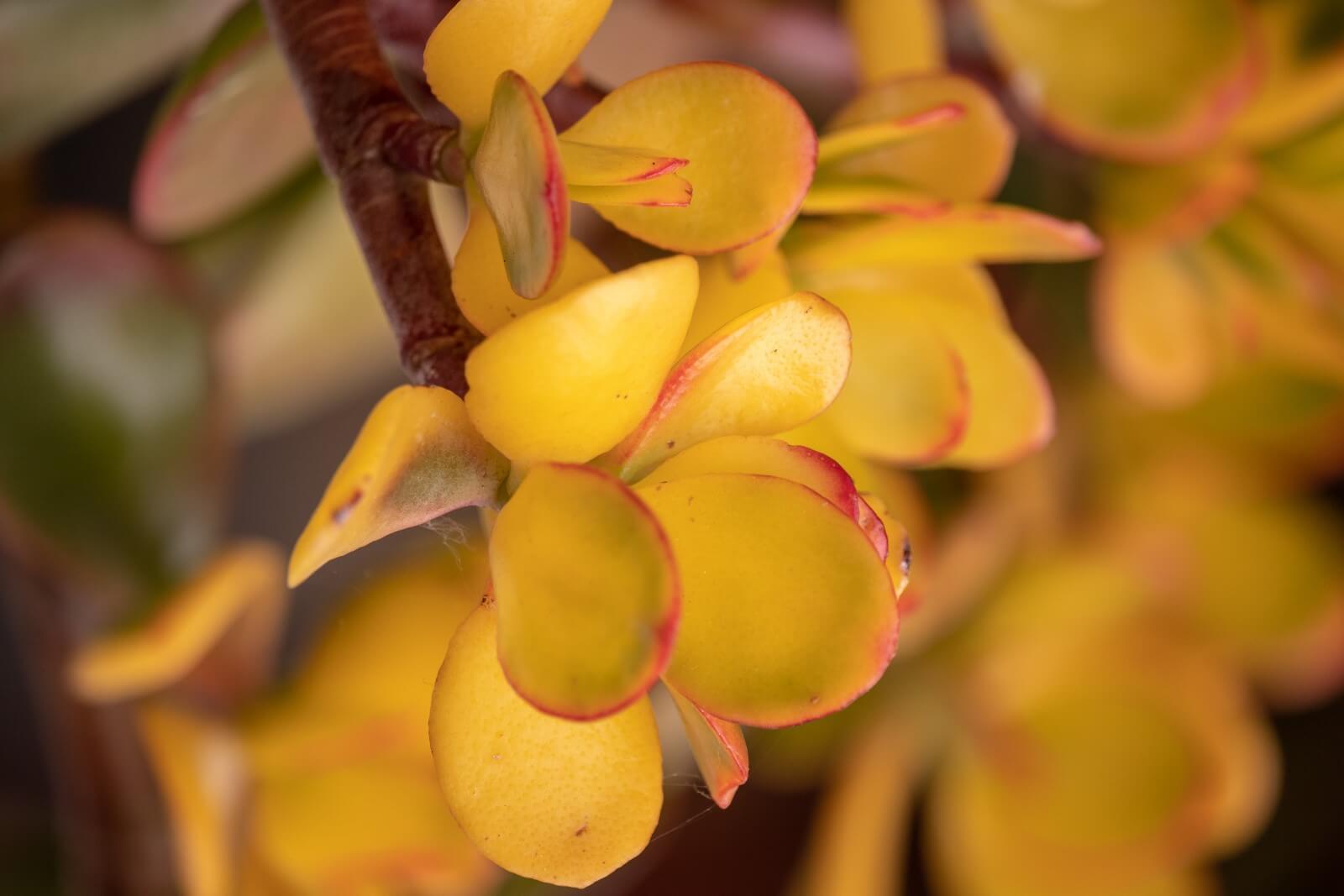 Jade Plant Leaves Turning Yellow or Brown (9 Common Causes) Petal