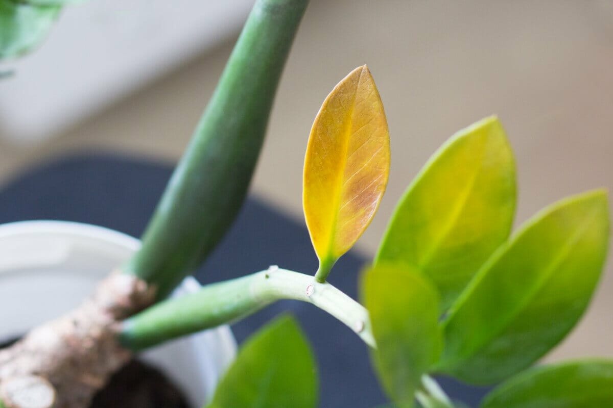 ZZ Plant Leaves Turning Yellow or Brown (8 Common Causes) Petal Republic