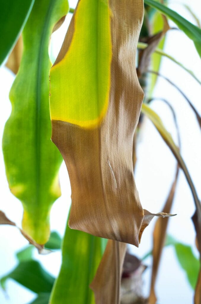 10 Common Causes of Yellow Leaves on Dracaena Marginata Plants Petal