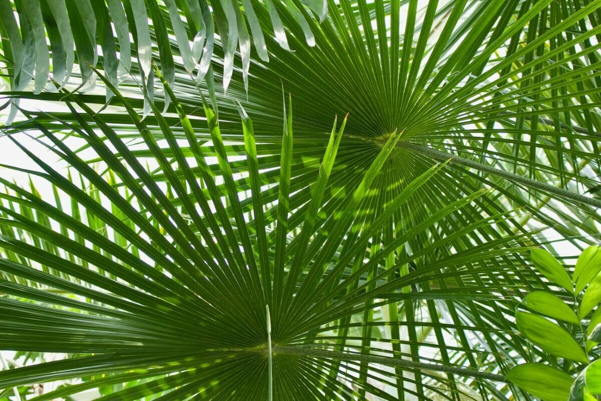 What do Palm Trees Symbolize? Petal Republic