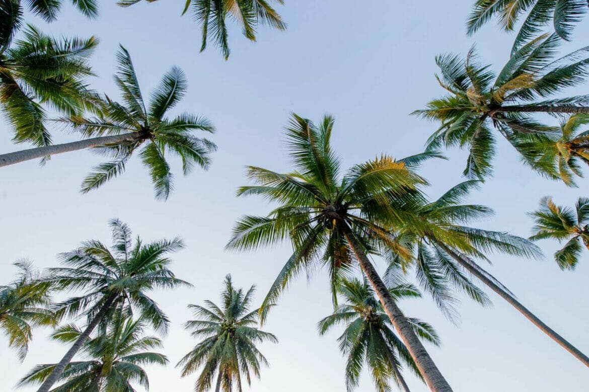 The Sacred Symbolism of Palm Trees Petal Republic