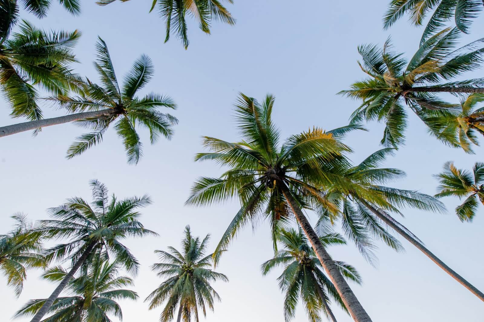 What do Palm Trees Symbolize? Petal Republic