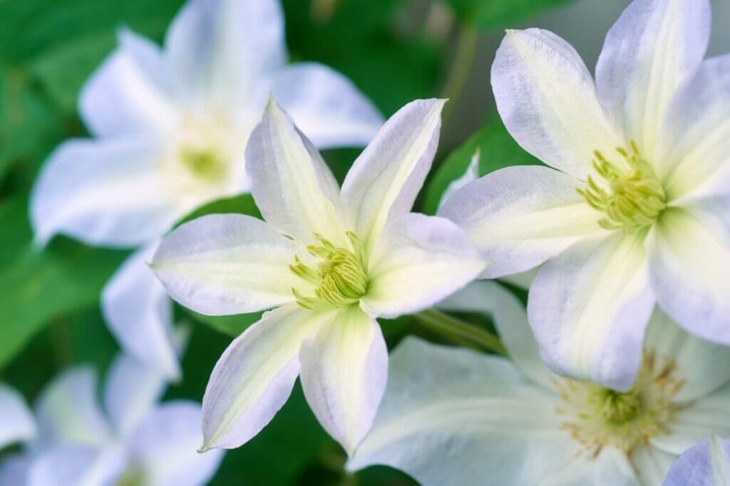 How to Fertilize Clematis for Optimal Blooming Petal Republic