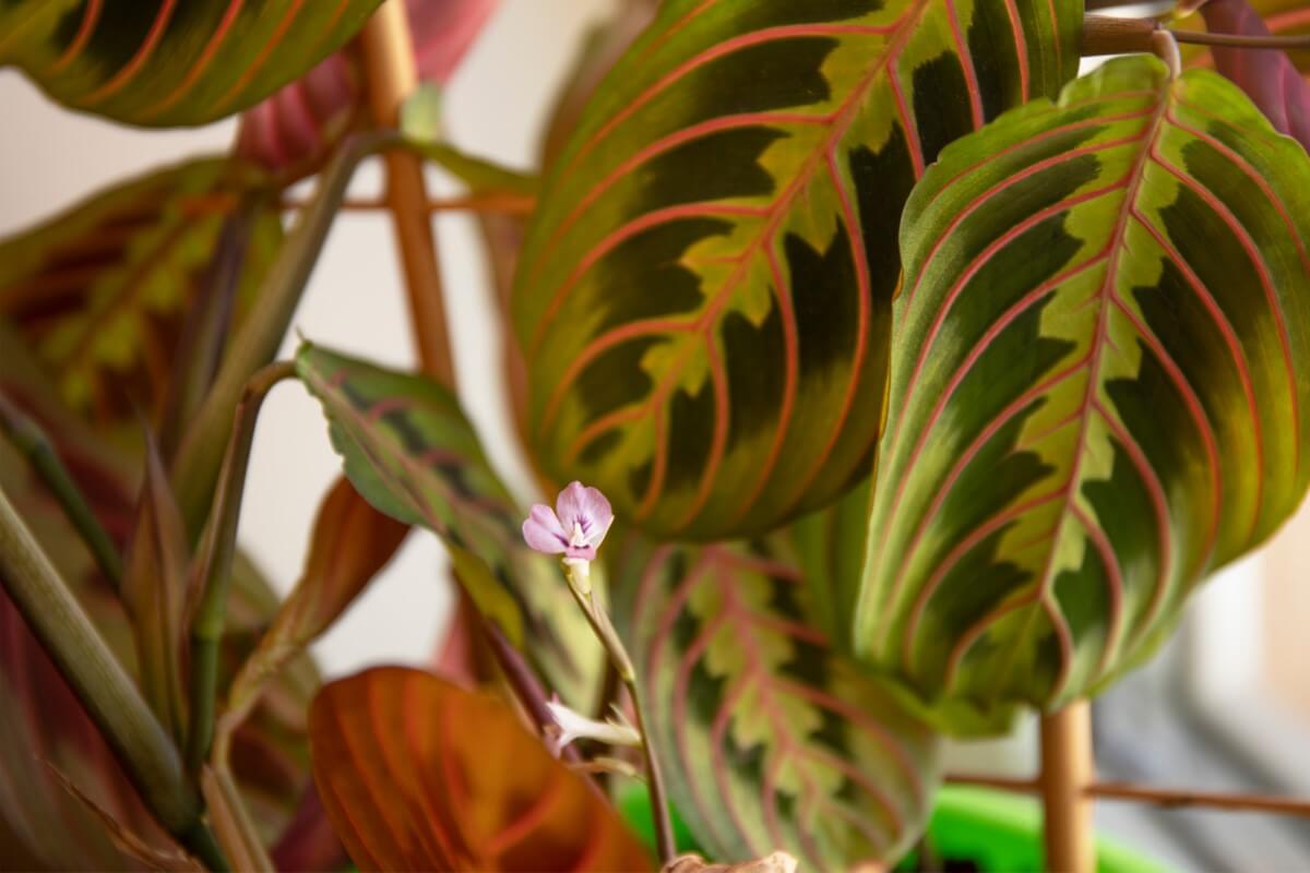 Prayer Plant Leaves Turning Yellow or Brown (10 Common Causes) Petal Republic