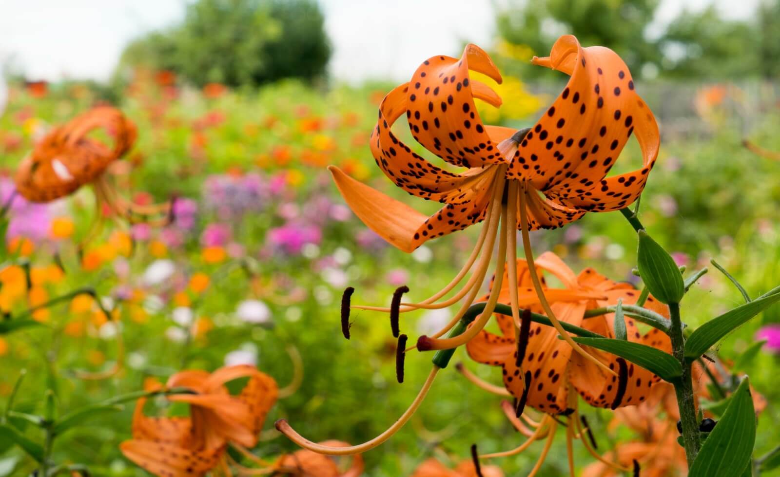 Tiger Lily's Floral Story Bold Meaning Behind Vibrant Hues Petal