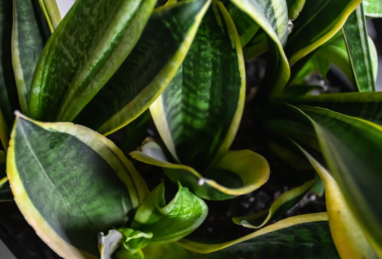 Why is my Snake Plant Falling Over? Petal Republic