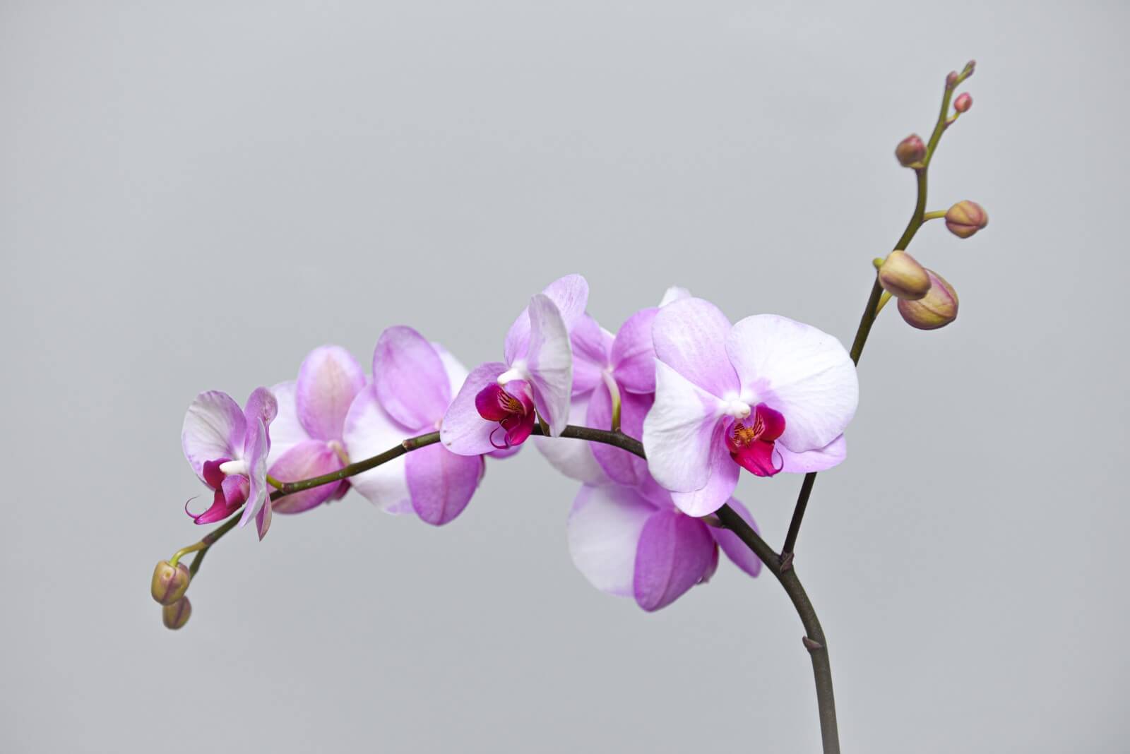 Can You Water Orchids Using Ice Cubes? Petal Republic