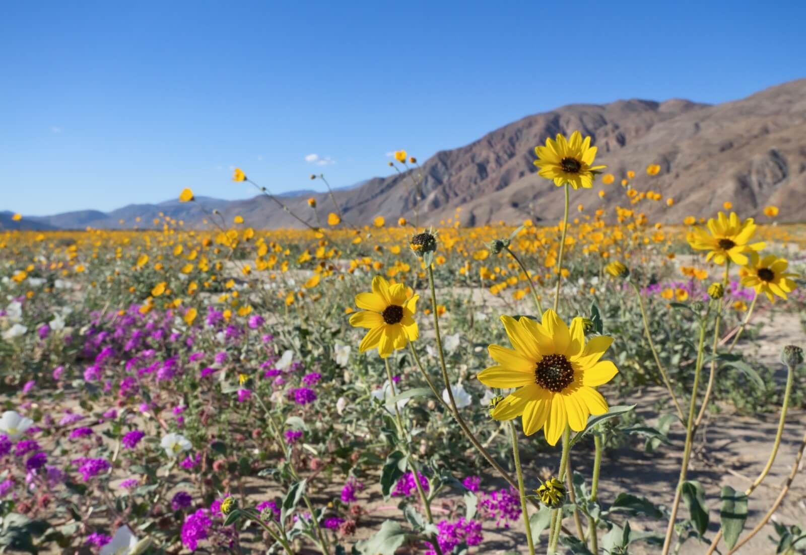 Defying the Drought Wildflower Resilience in Desert Ecosystems Petal