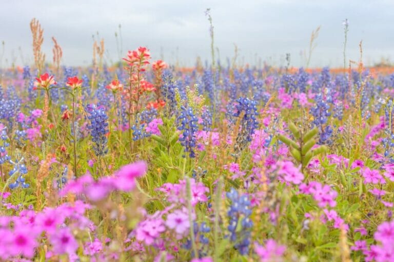 How Fast Do Wildflowers Grow? Petal Republic