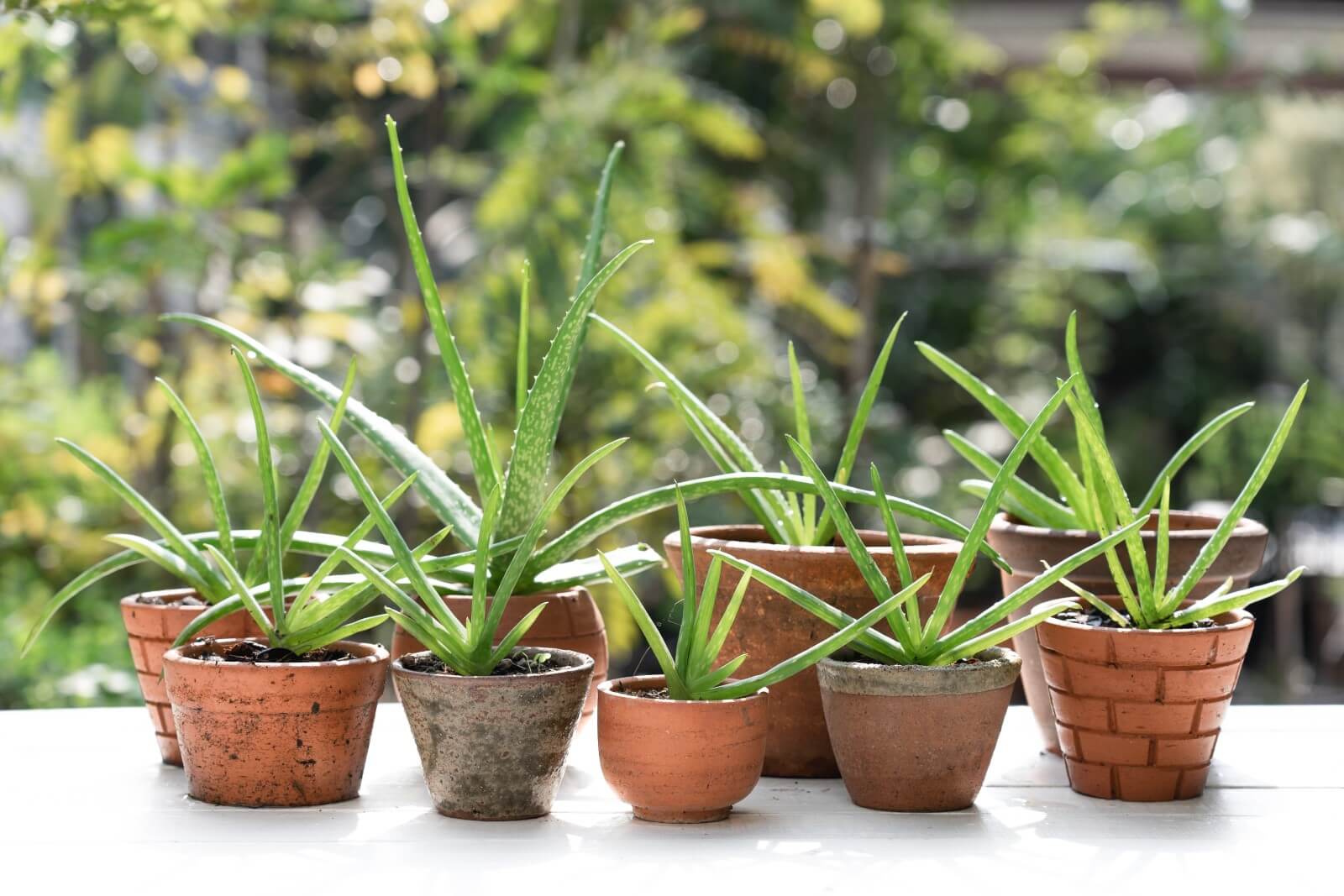 How Long Do Aloe Plants Live For? Petal Republic