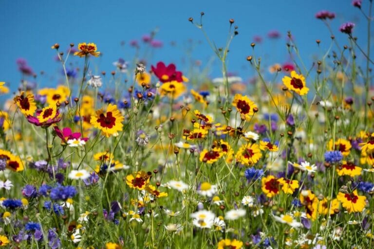 Wildflower Blooming Period A Gardener's Timeline Petal Republic