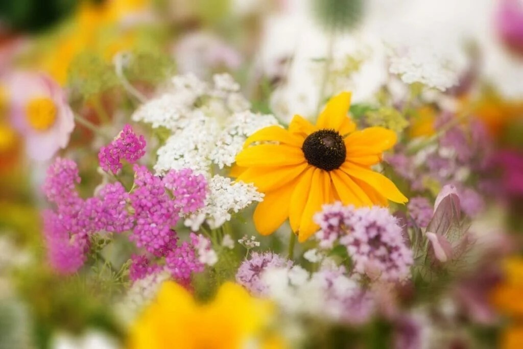 How to Grow Wildflowers in Pots Petal Republic