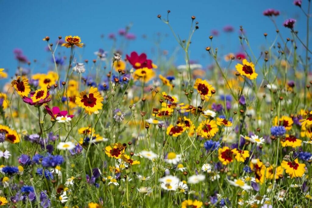 American Wildflowers The Do's and Don'ts of Picking Petal Republic