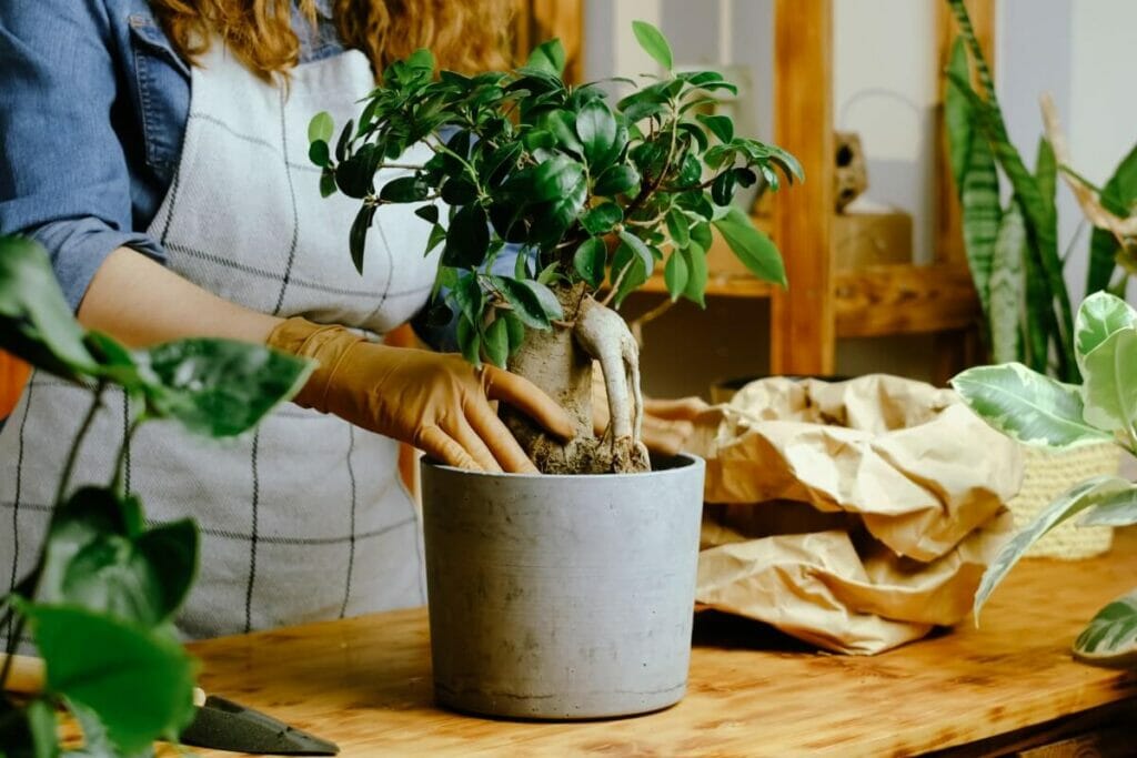 When and How to Repot a Ficus Ginseng Petal Republic