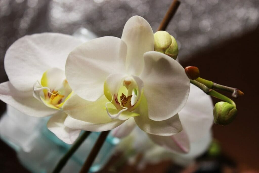 Can You Water Orchids Using Ice Cubes? Petal Republic
