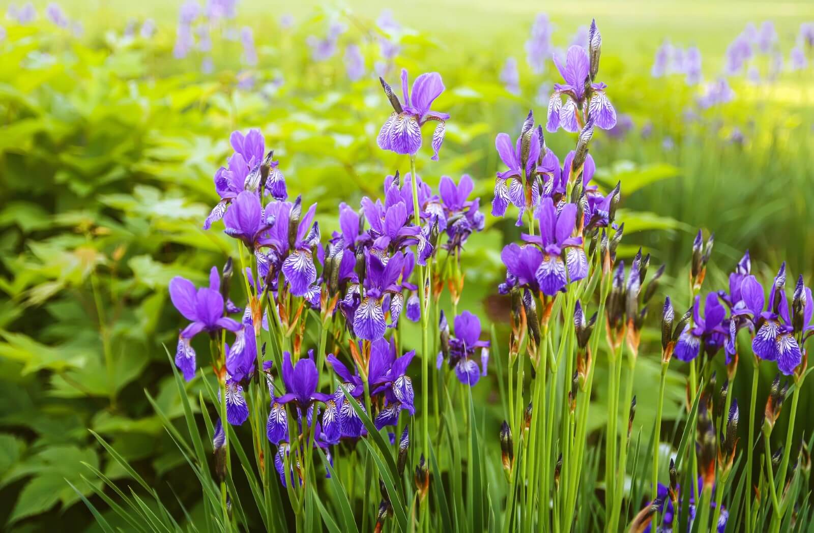 Japanese Iris Meaning in the Language of Flowers Petal Republic