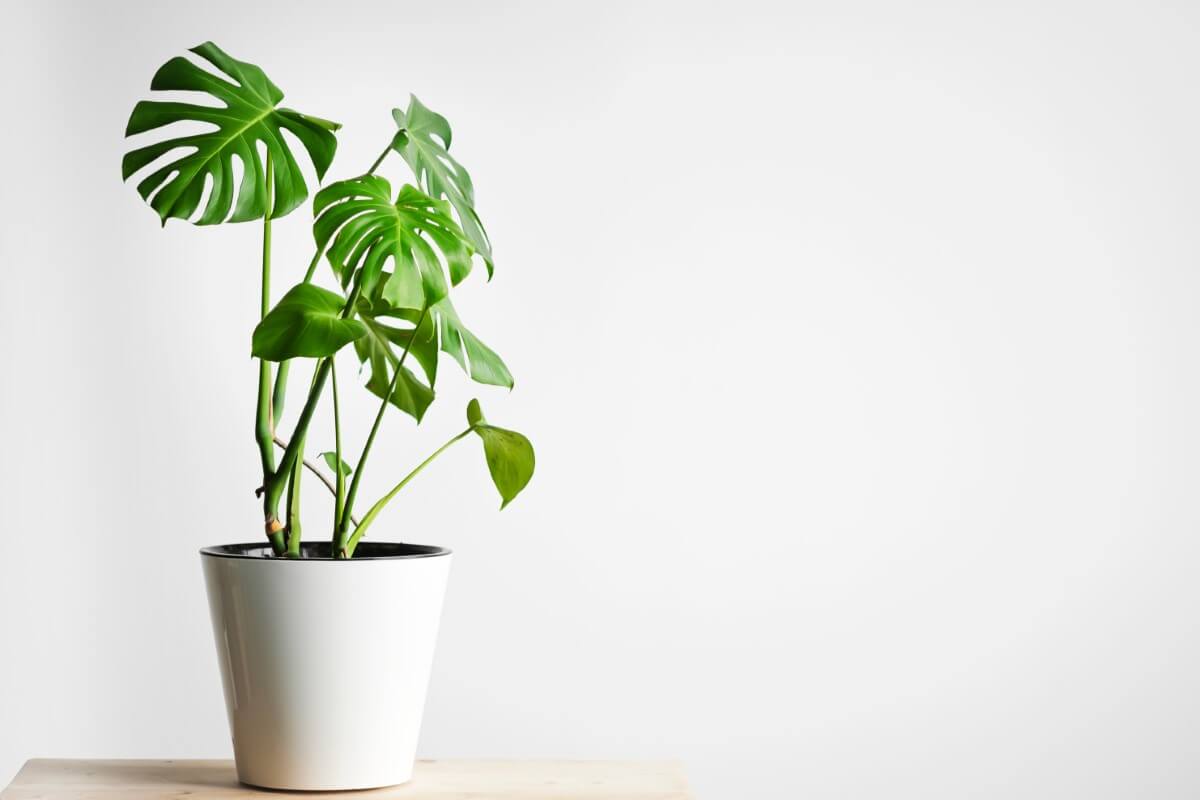 What Size Pot is Best for Monstera Plants? Petal Republic