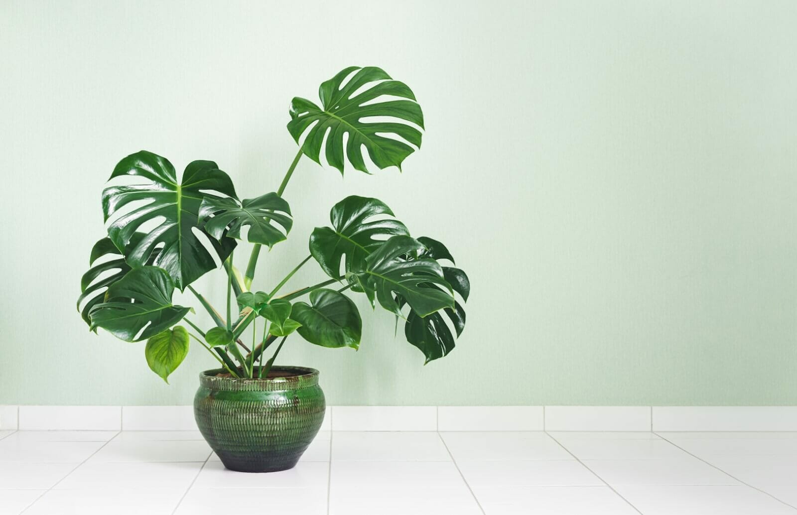 What Size Pot is Best for Monstera Plants? Petal Republic