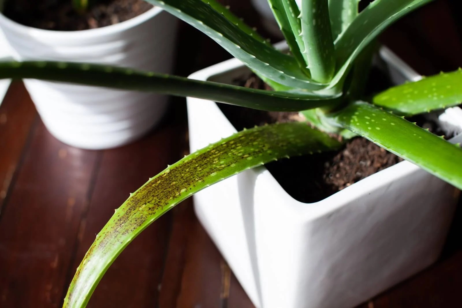 Why Does My Aloe Plant Have Brown Spots (and How To Fix It)? Petal