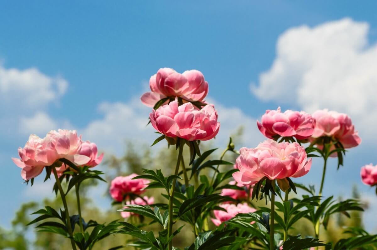 What Peonies Smell Like Roses? Petal Republic