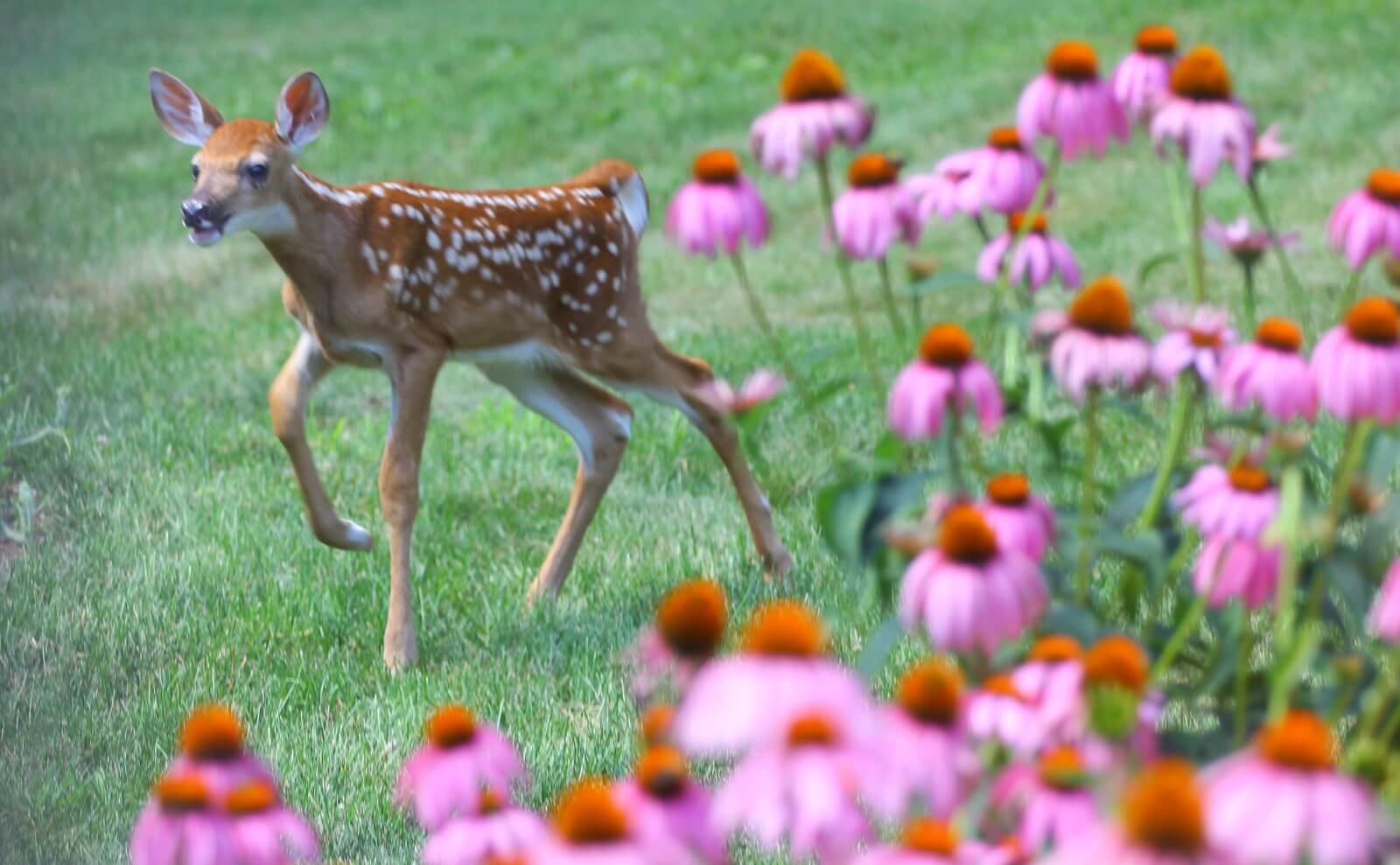 Coneflowers A Feast for the Eyes, But Are They a Feast for Deer