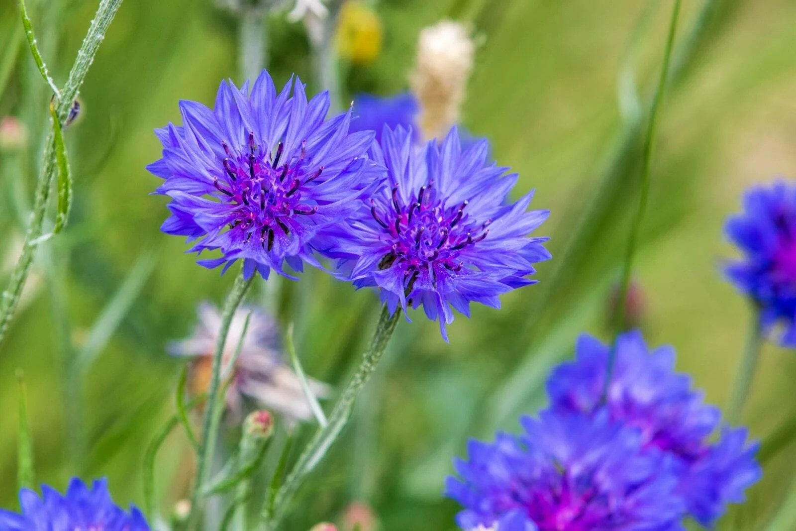 Cornflower Meaning and Symbolism in the Language of Flowers Petal