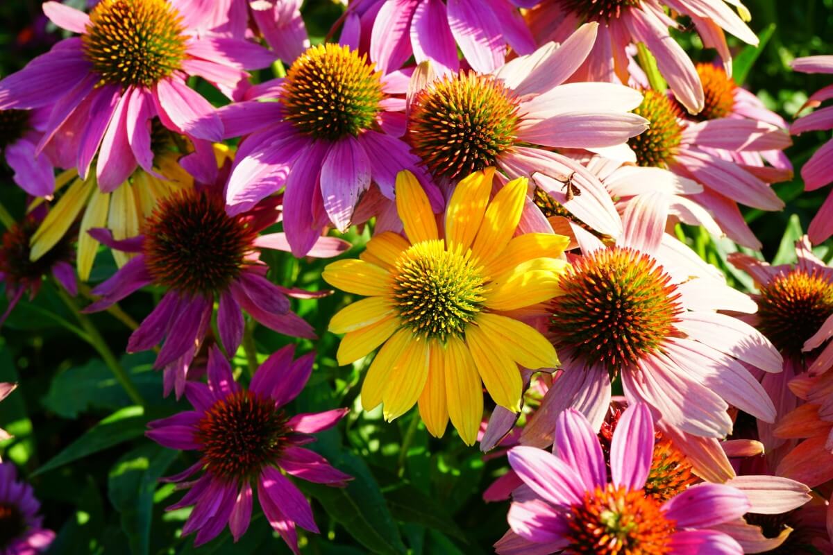 Are Coneflowers Perennials or Annuals? A Guide to Flower Lifecycles