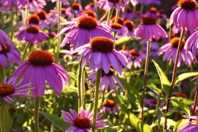 Can Coneflowers Grow in Shade or Partial Shade? Petal Republic