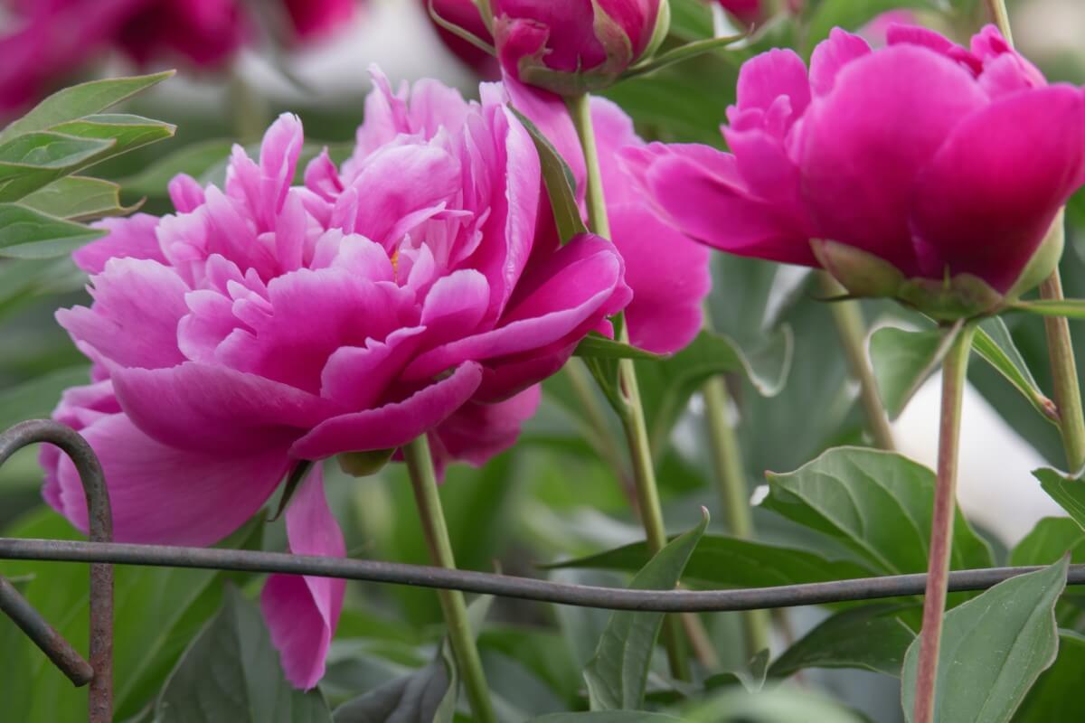 Peonies in Planters Can These Beauties Grow in Pots? Petal Republic