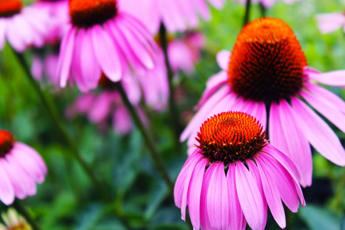 Are Coneflowers Perennials or Annuals? A Guide to Flower Lifecycles Petal Republic