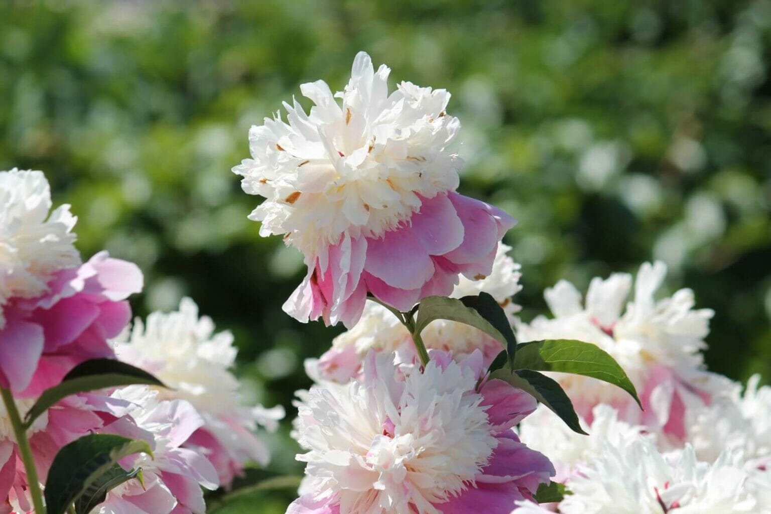 The Most Fragrant Peonies to Adorn Your Garden Petal Republic