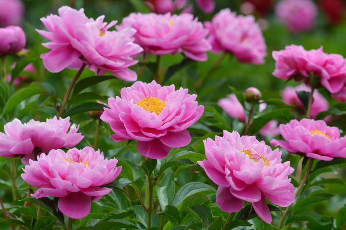 Peonies in the Sunshine State Can They Thrive in Florida? Petal Republic